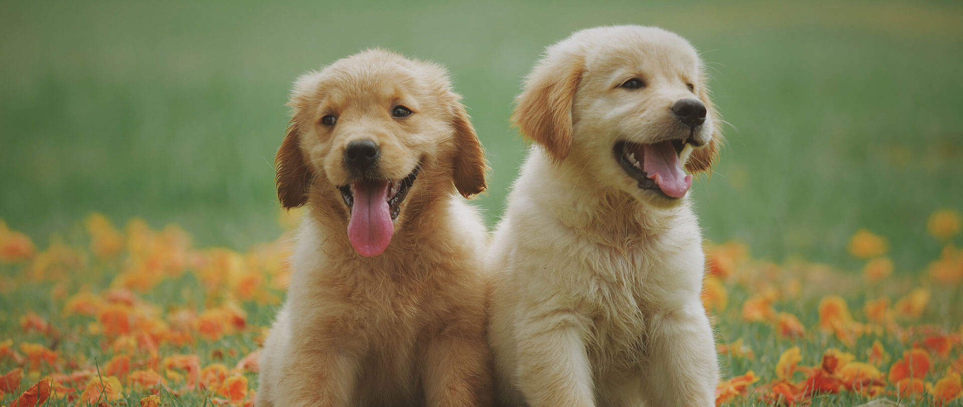 two dogs sitting in field