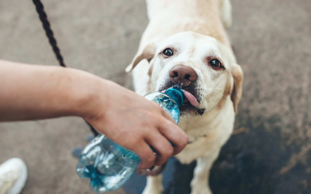Water Wisdom: The Science of Hydration for Hot Days 
