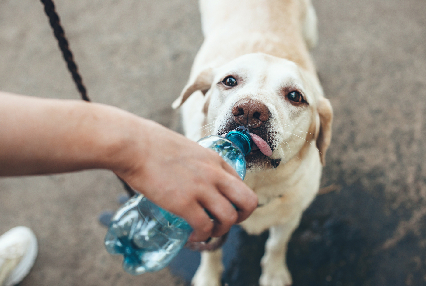 Water Wisdom: The Science of Hydration for Hot Days
